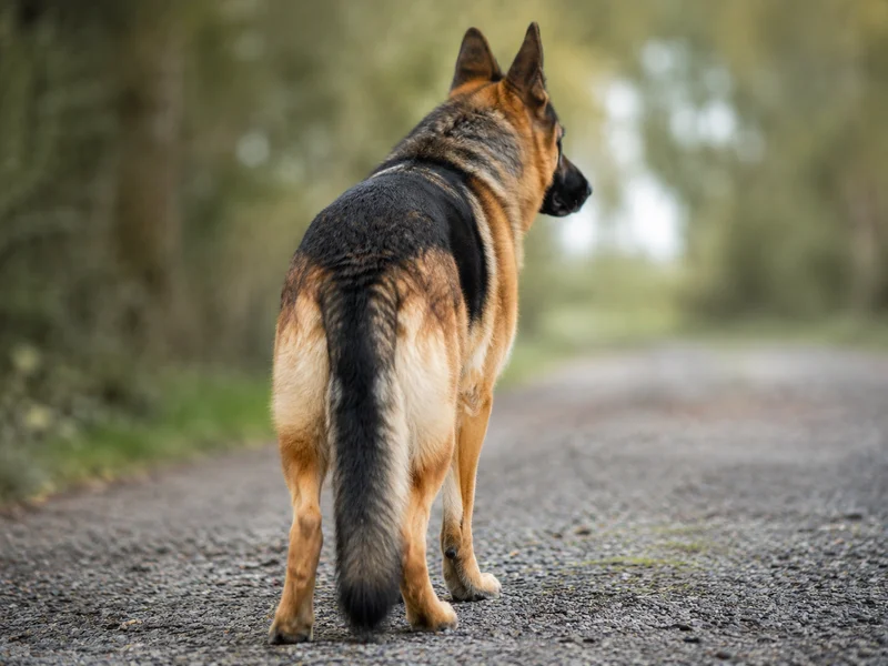 German Shepherd Dog — rear