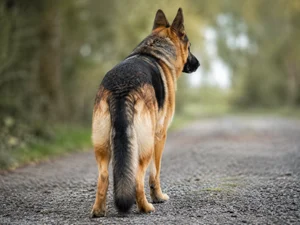 German Shepherd Dog — rear