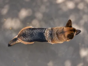 German Shepherd Dog — top