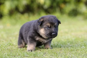 German Shepherd Dog — young puppy (~1 mo)