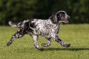 German Spaniel — running