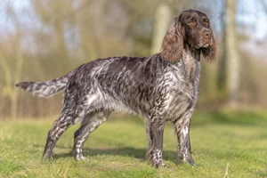 German Spaniel — adult