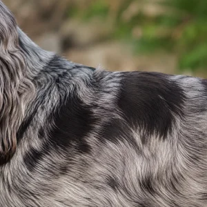 German Spaniel — coat texture