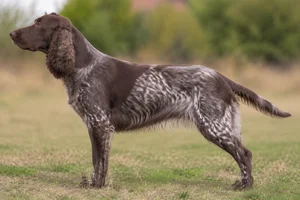 German Spaniel — Brown roan coat
