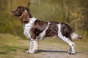 German Spaniel — Brown with white markings coat