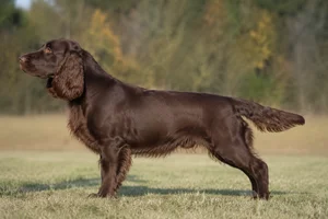 German Spaniel — Solid brown coat