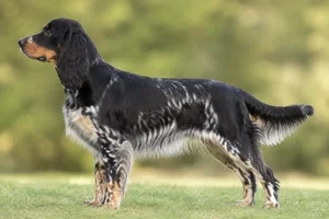 German Spaniel — Tricolor coat