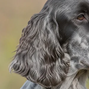German Spaniel — ears