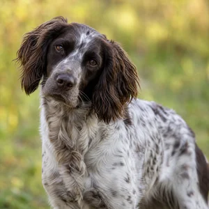 German Spaniel — alert