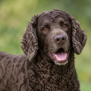 German Spaniel — happy
