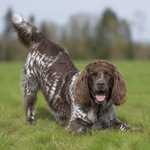 German Spaniel — playful