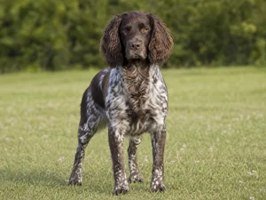 German Spaniel — front