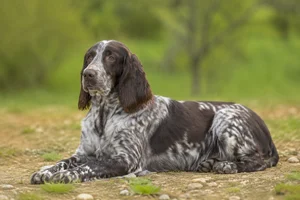 German Spaniel — lying down