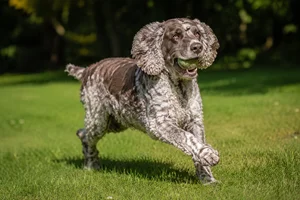 German Spaniel — playing