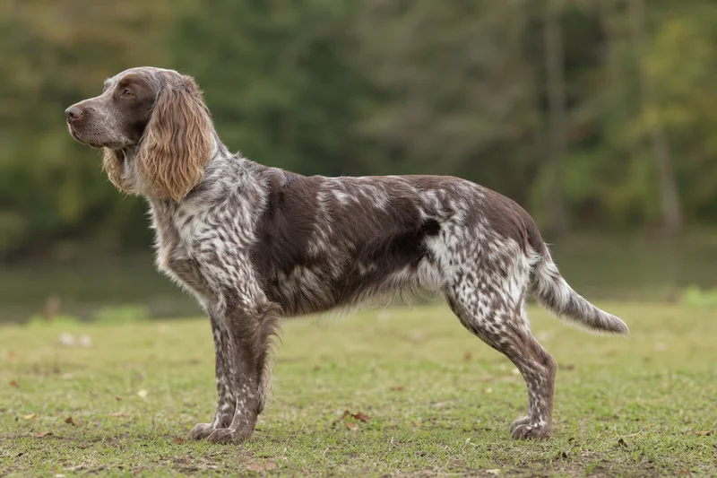 German Spaniel — side