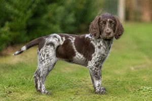German Spaniel — puppy (~4 mo)