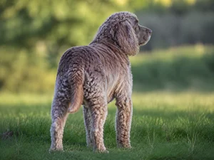 German Spaniel — rear