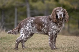 German Spaniel — senior