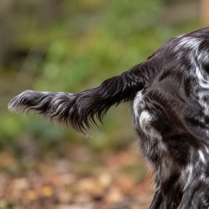 German Spaniel — tail