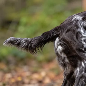 German Spaniel — tail