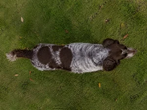 German Spaniel — top