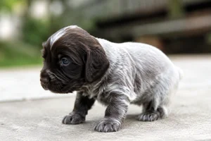German Spaniel — young puppy (~1 mo)