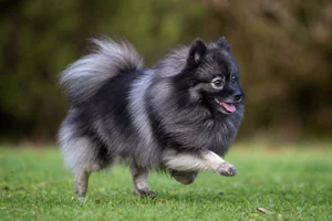 German Spitz — running