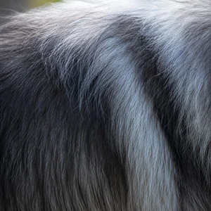 German Spitz — coat texture