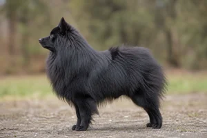 German Spitz — Black coat