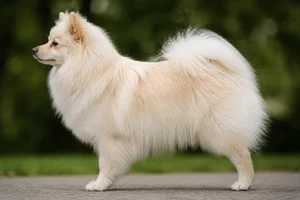 German Spitz — Cream coat