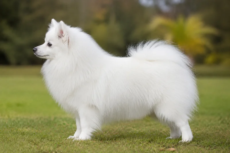 German Spitz — White coat