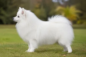German Spitz — White coat