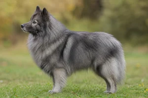 German Spitz — Wolf-gray coat