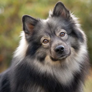 German Spitz — alert