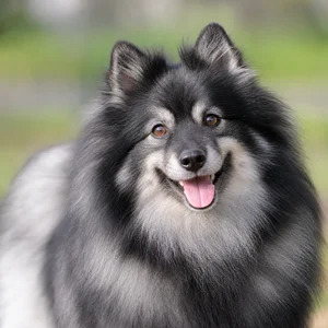 German Spitz — happy