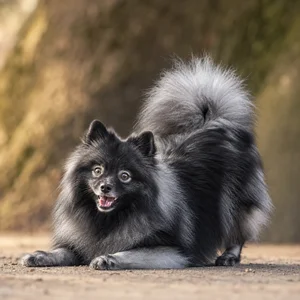 German Spitz — playful