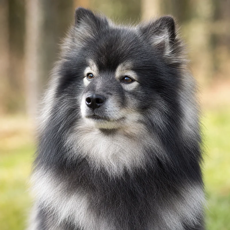 German Spitz — relaxed