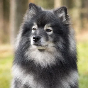 German Spitz — relaxed