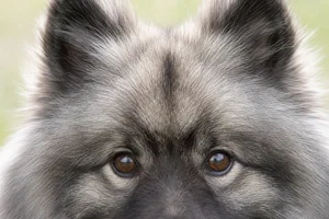German Spitz — eyes