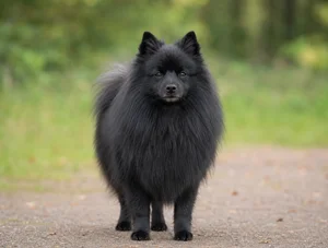 German Spitz — front