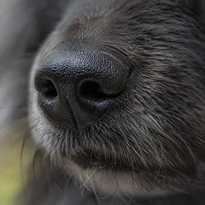 German Spitz — nose