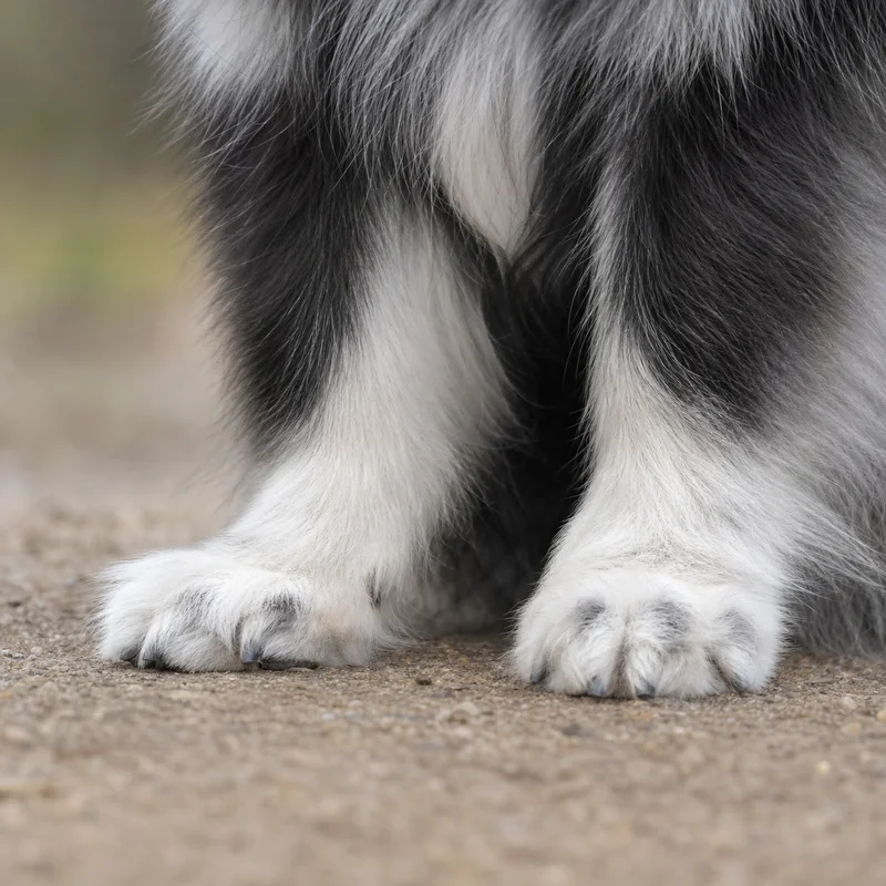 German Spitz — paws
