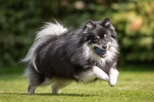 German Spitz — playing
