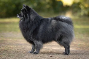 German Spitz dog