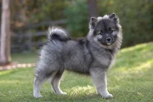 German Spitz — puppy (~4 mo)