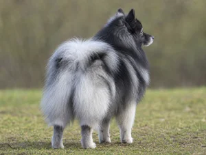 German Spitz — rear