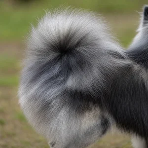 German Spitz — tail