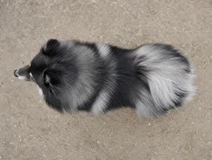 German Spitz — top