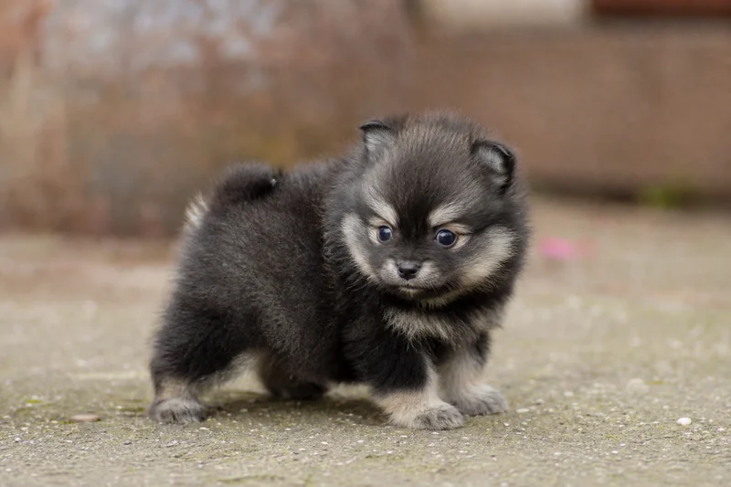 German Spitz — young puppy (~1 mo)