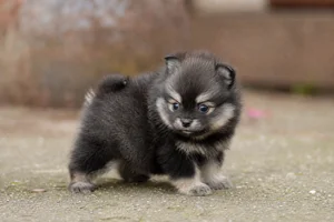 German Spitz — young puppy (~1 mo)